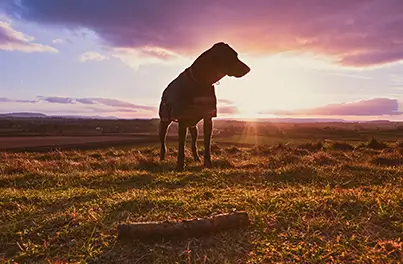 Brucella Canis – Information for Dog Owners