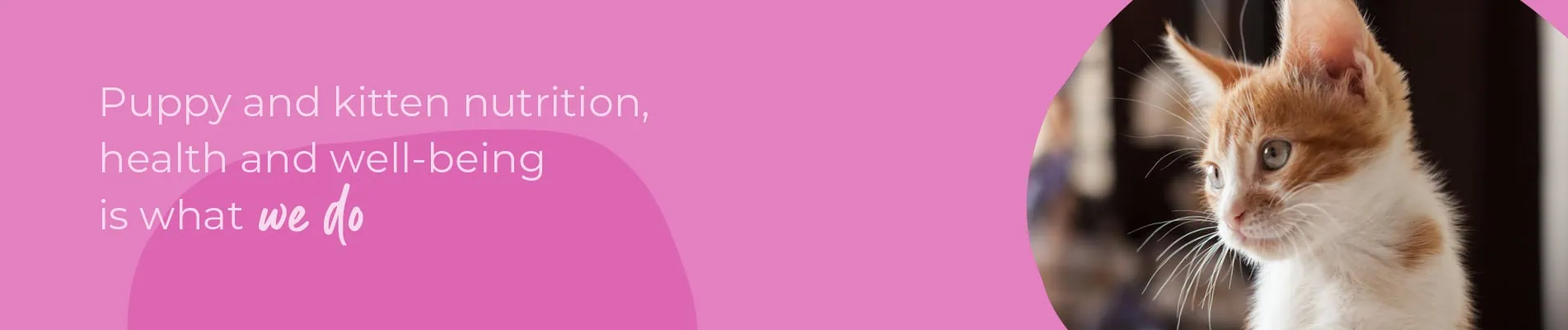 Start of Life for Your Puppy or Kitten