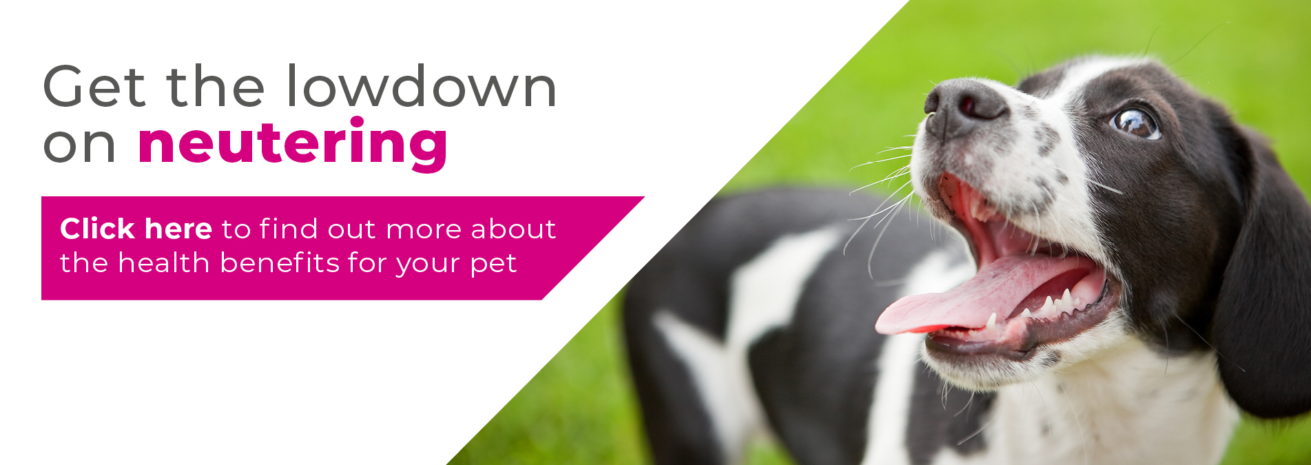 Rabbit neutering in Fife