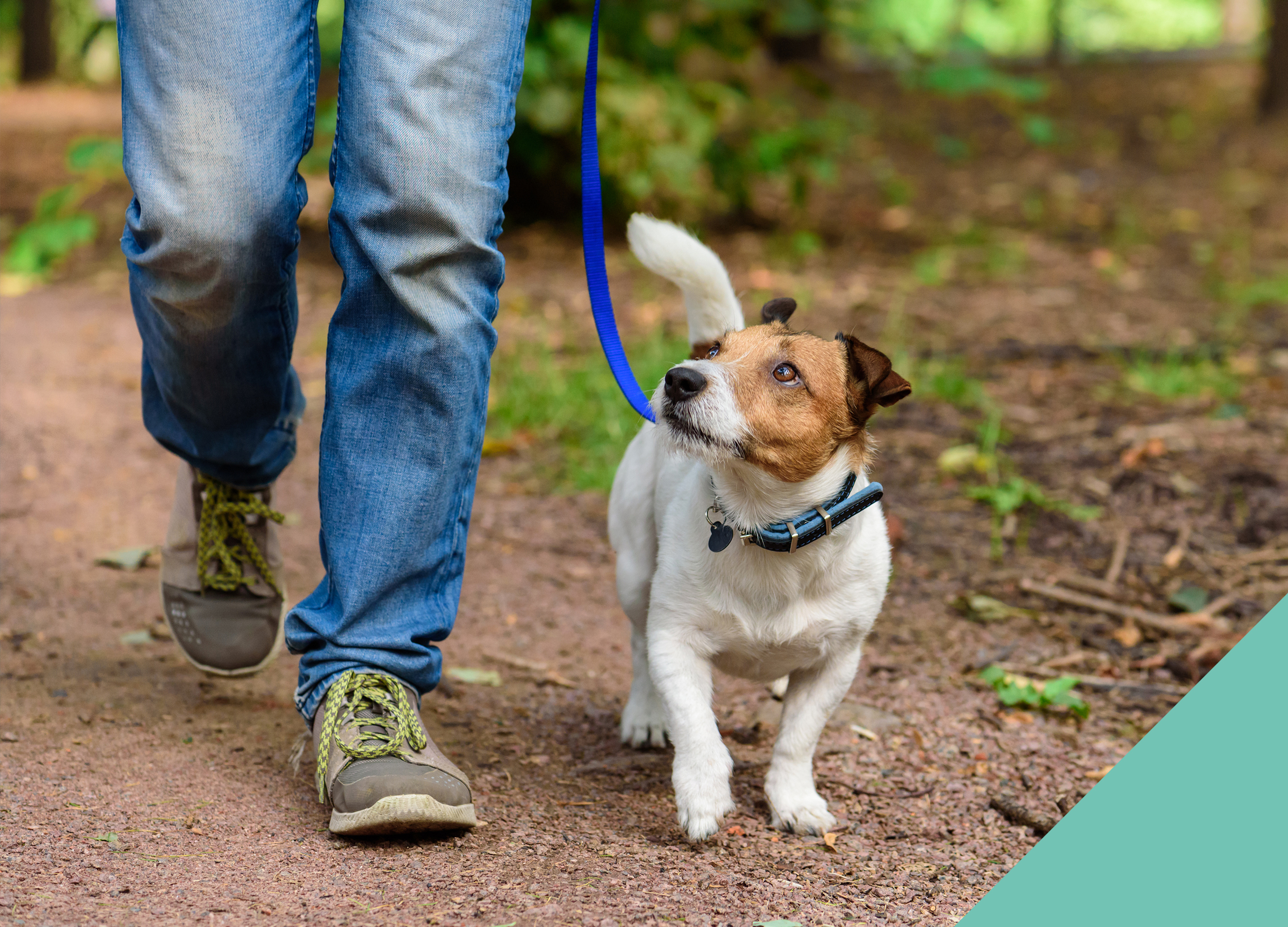 Dog being walked on a lead