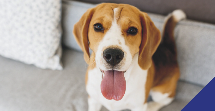 Dog looking into camera with tongue out