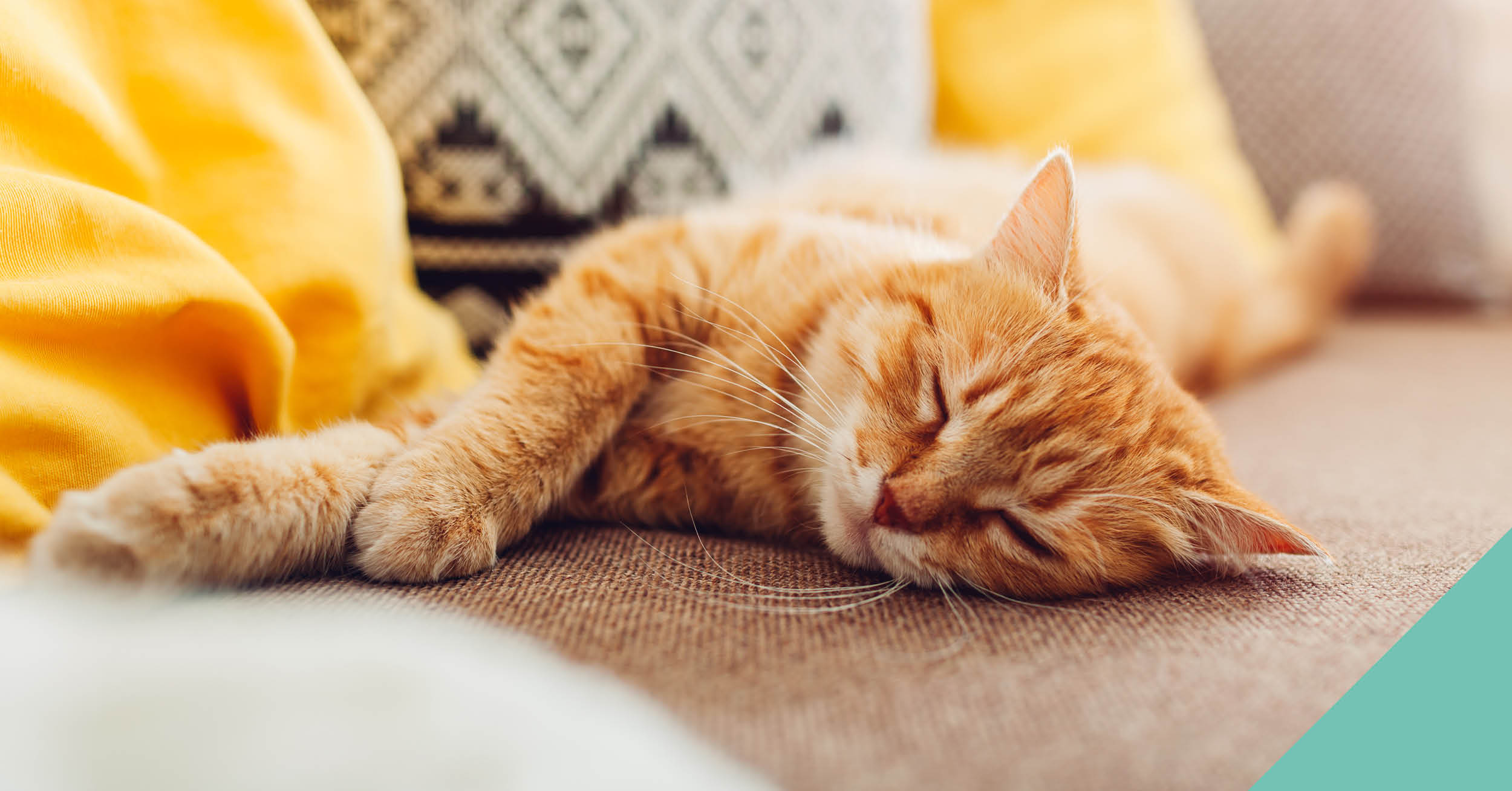 Cat sleeping on the floor