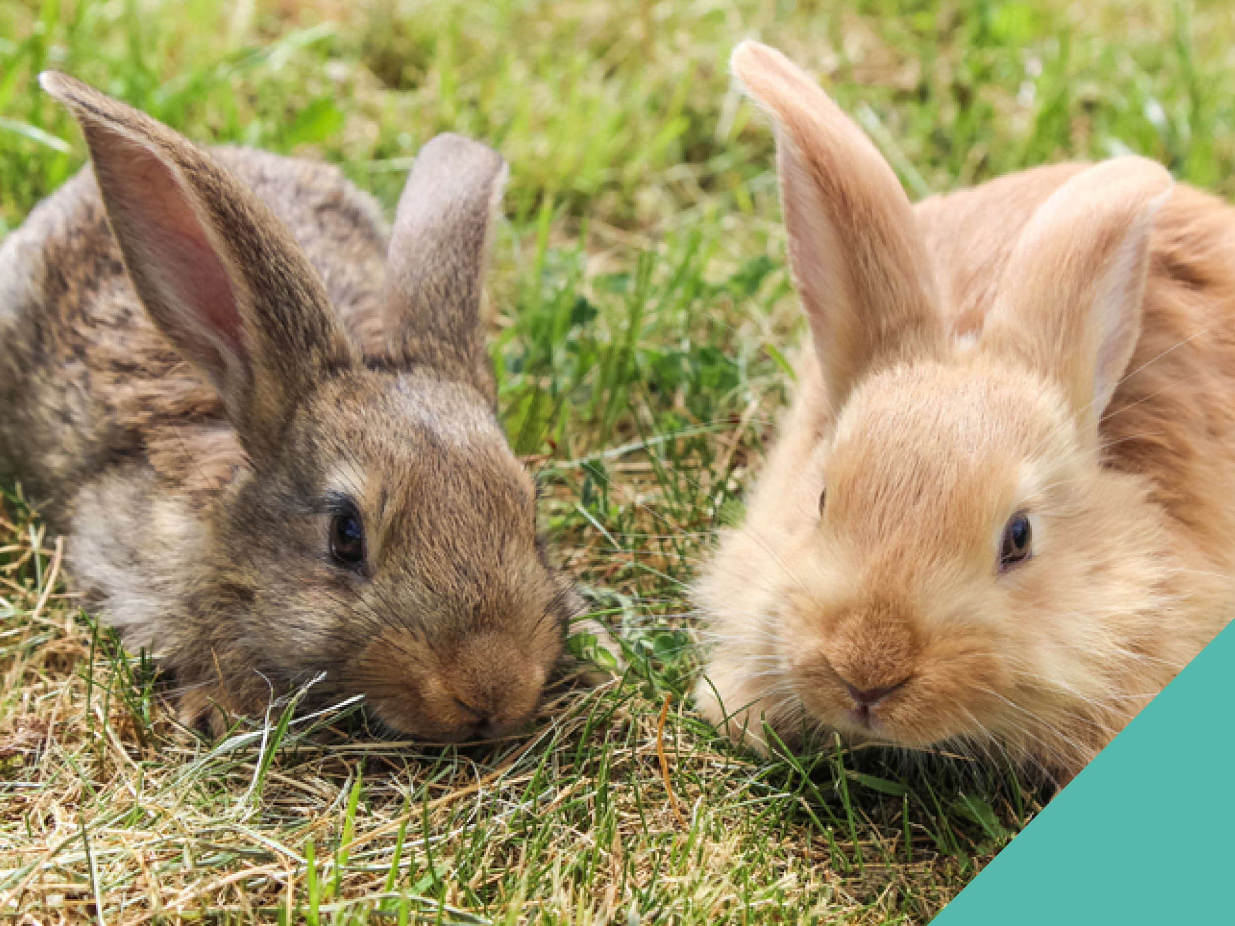 two rabbits close up sitting on grass