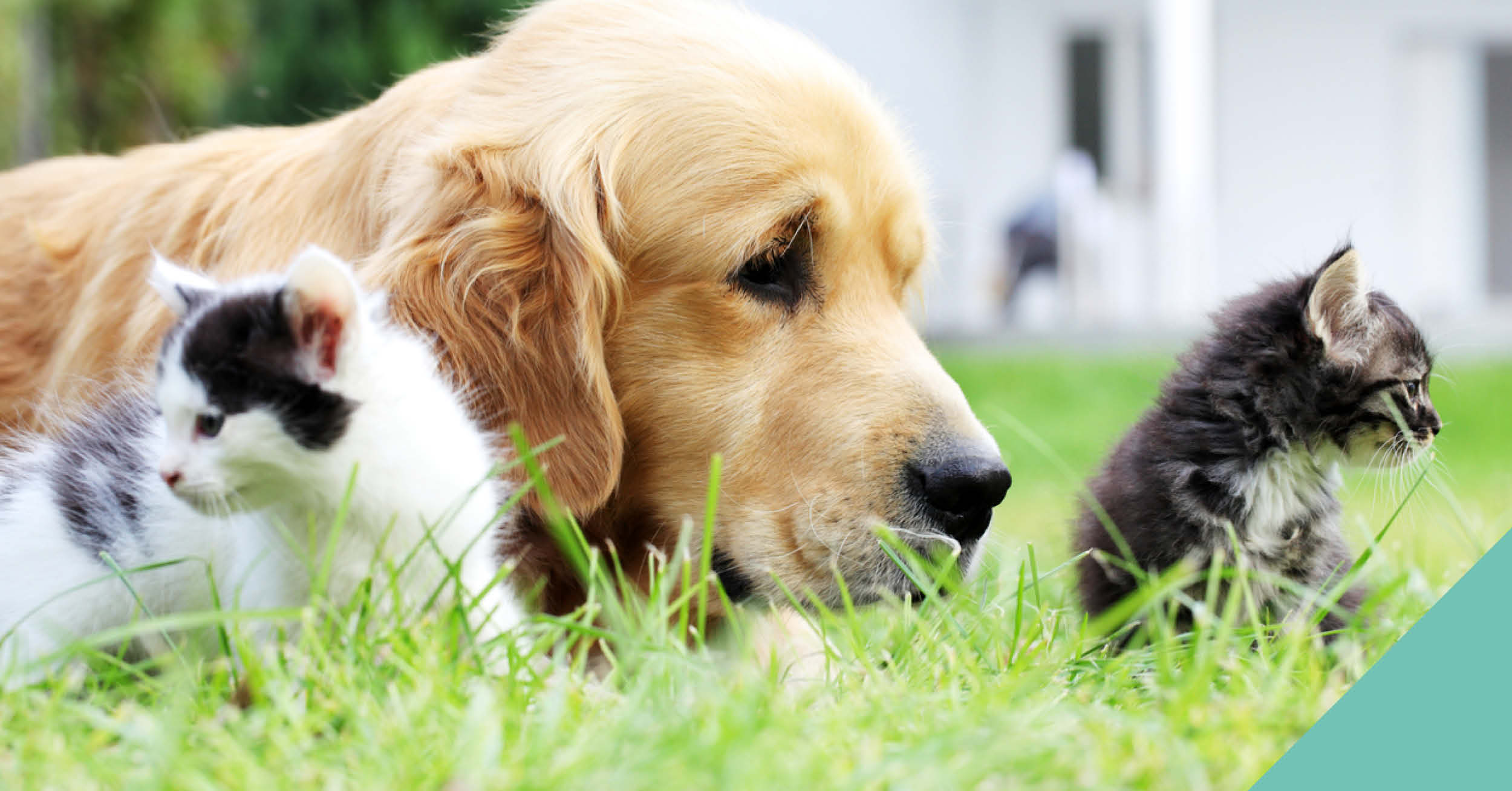Vets in Fife list top 10 hazards to watch out for this summertime to protect your pets