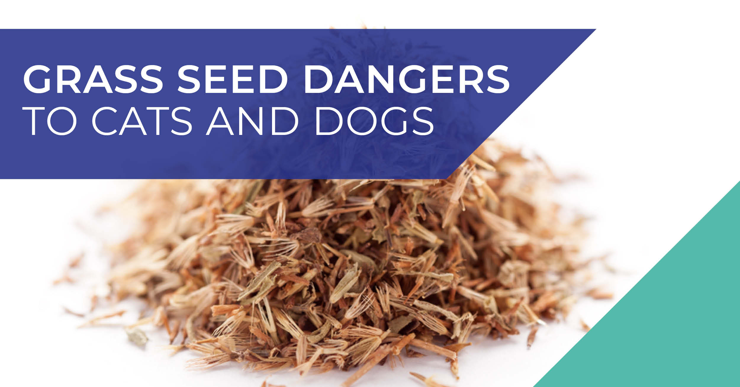 Grass seed dangers banner