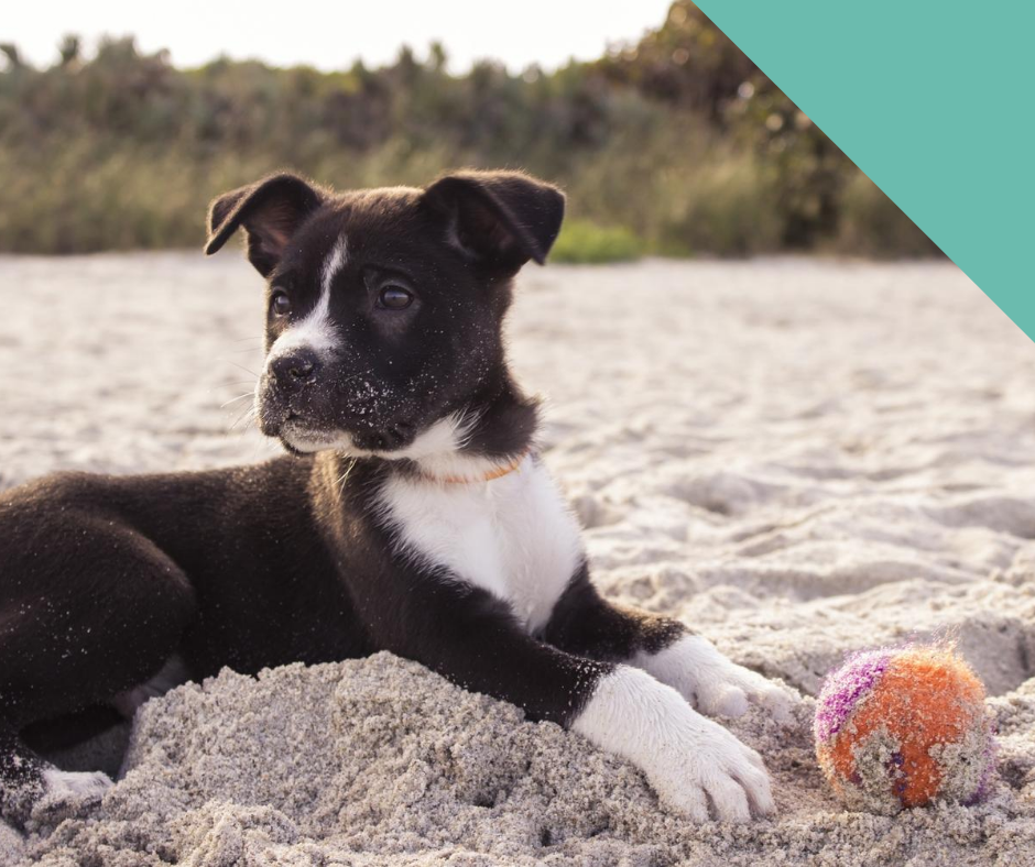 Puppy with toy sitting on a beach