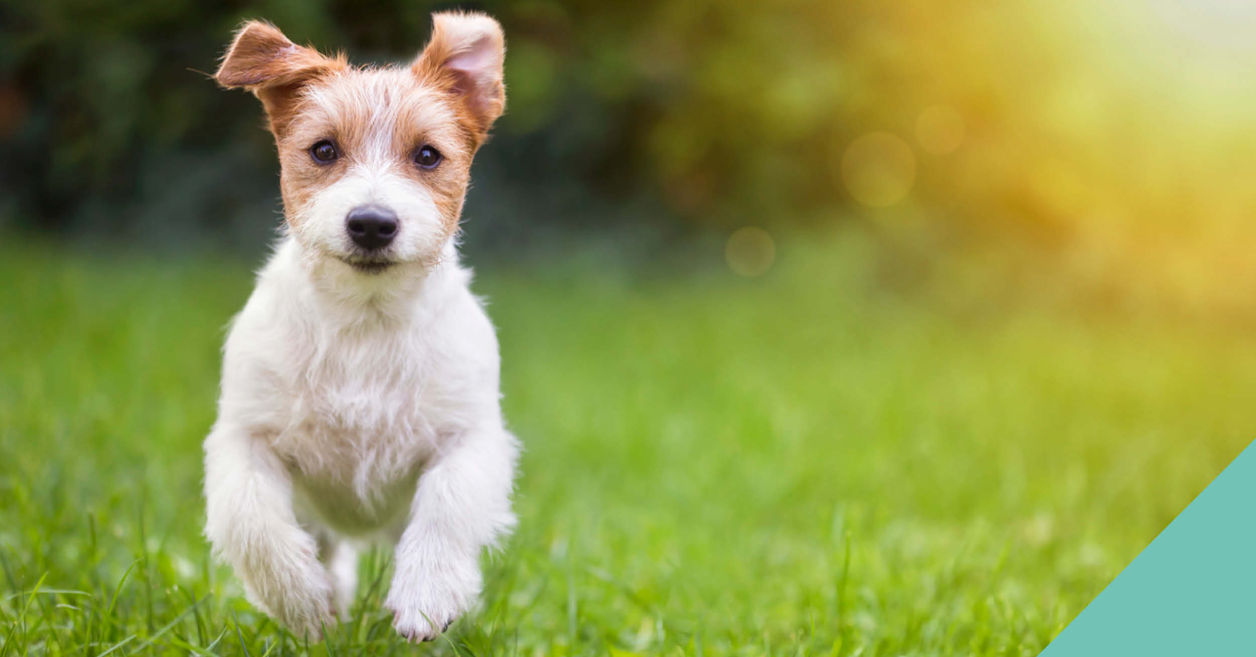 Puppy running towards camera
