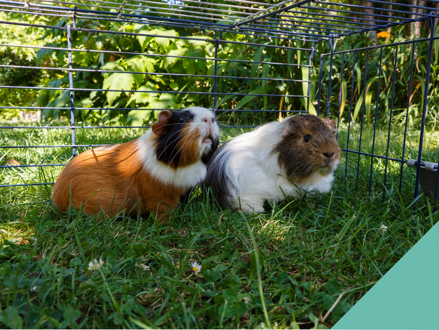 Heat awareness for animals in hutches in Fife