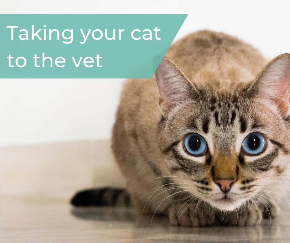 Taking cat to the vet