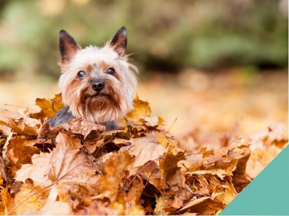 Dog sitting in pile of leaves