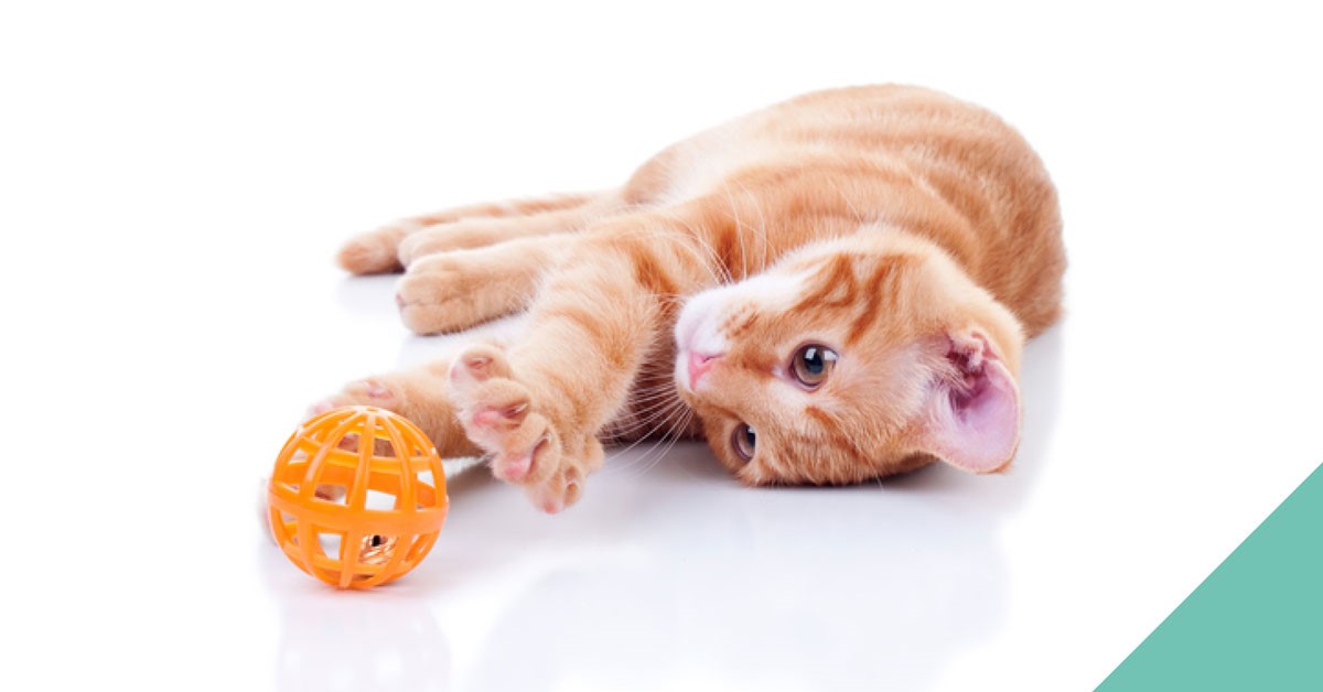 Cat playing with orange ball