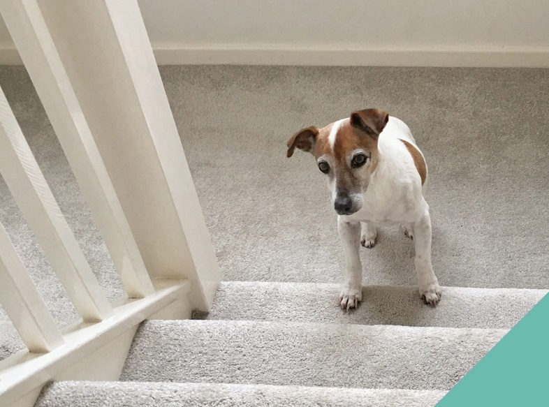 Small dog standing on step