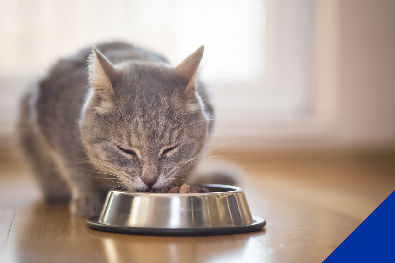 Cat eating from metal bowl