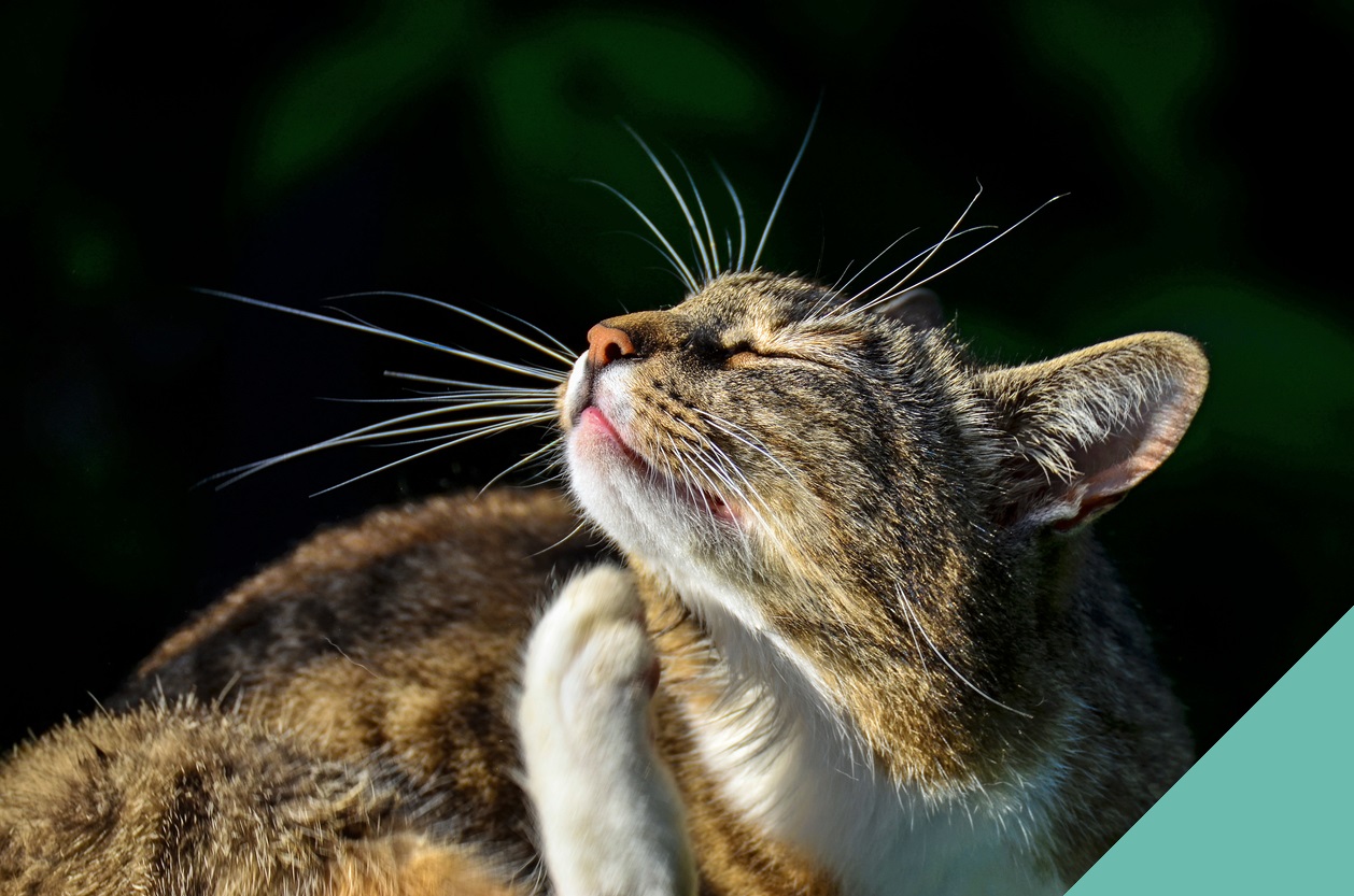 Cat scratching in the sun