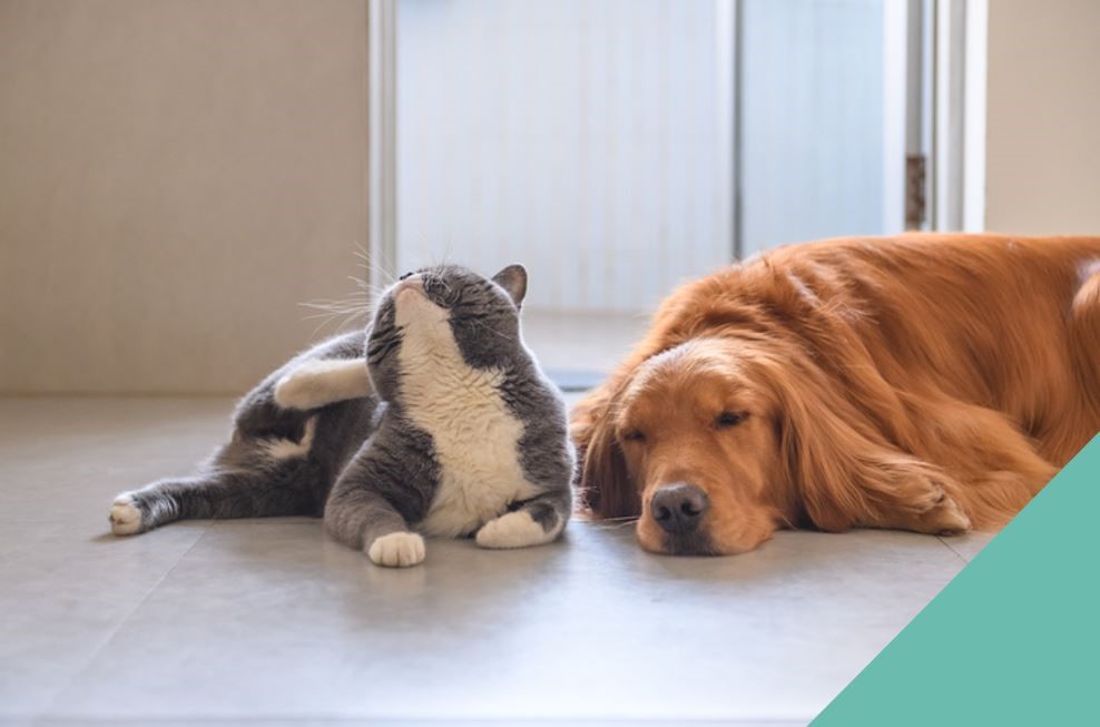 Cat scratching next to sleeping dog