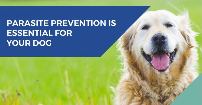 parasite prevention in dogs banner