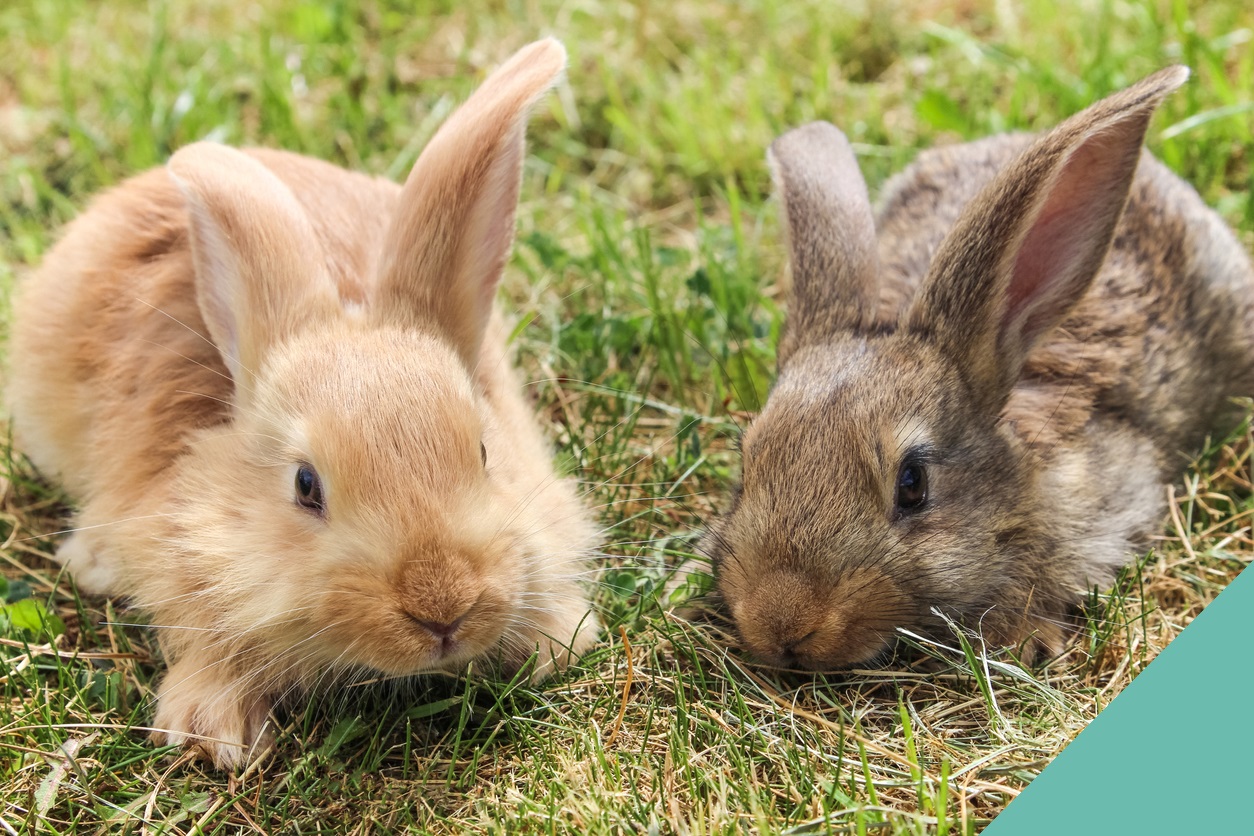Two rabbits on sitting on grass