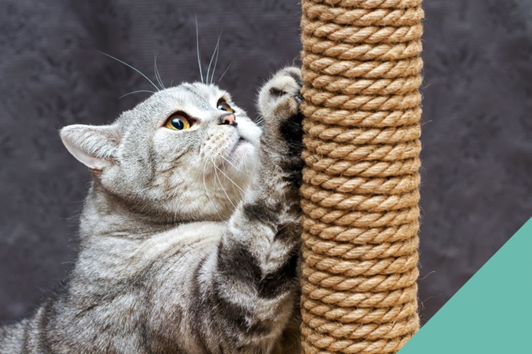Cat scratching post