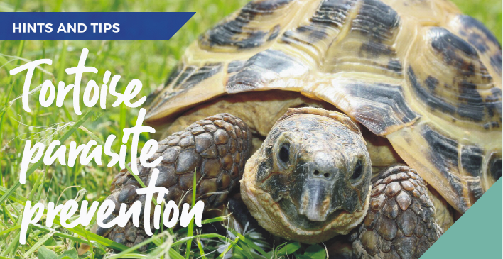 tortoise parasite prevention