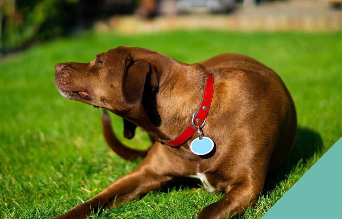dog scratching neck
