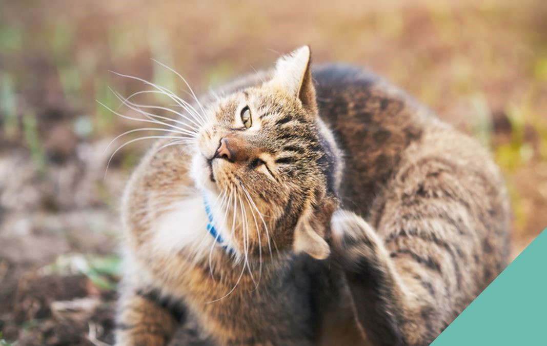 Cadham vets discuss ear mites in cats and dogs