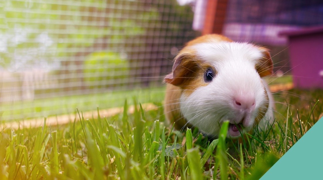 Vets in Leven advice on guinea pig space requirements