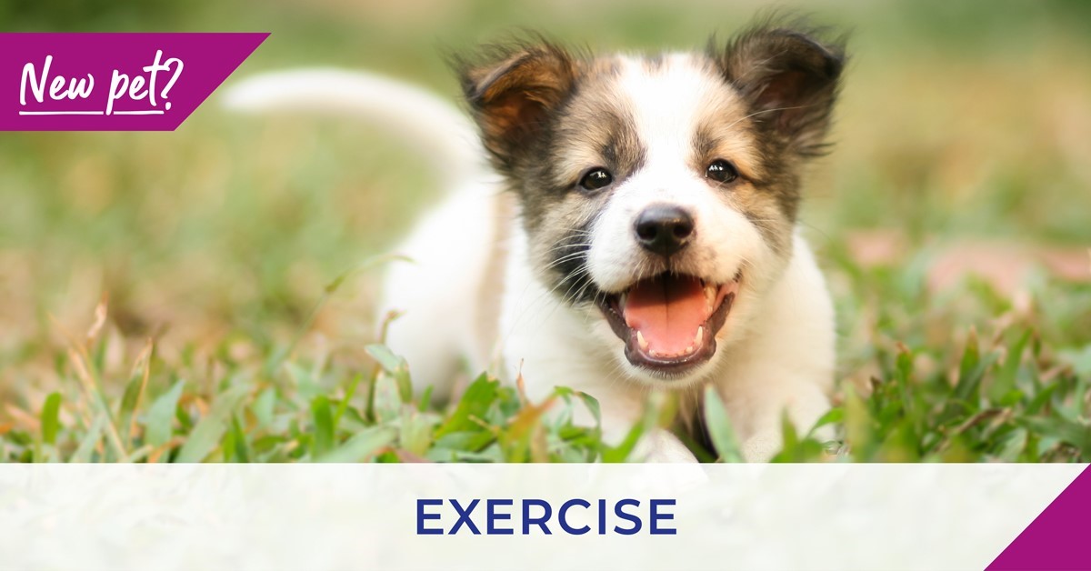 Exercising puppy banner
