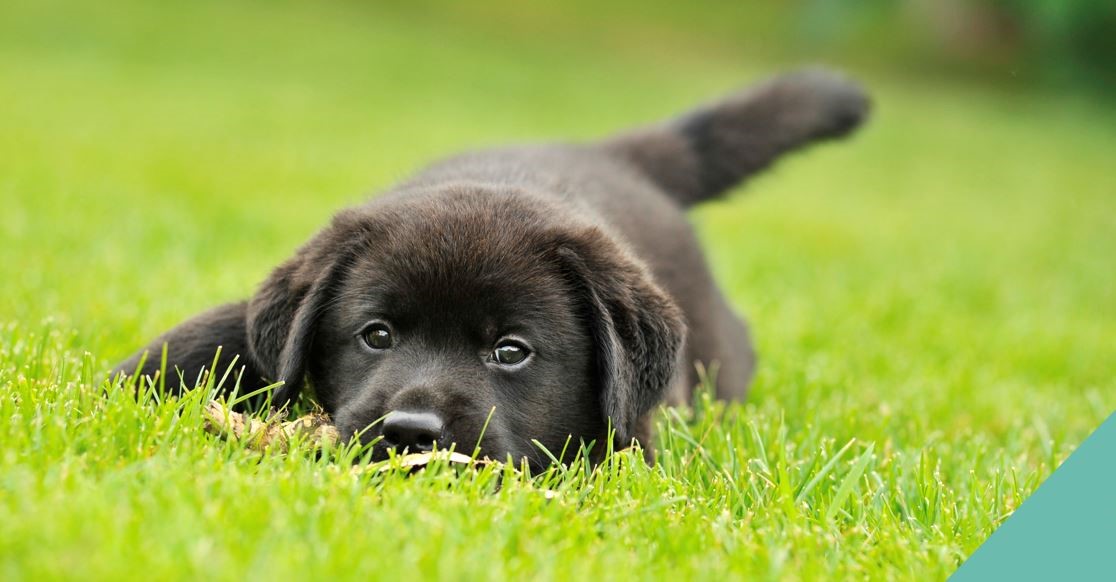 Kirkcaldy vets report on grass seeds & freshly cut grass hazards