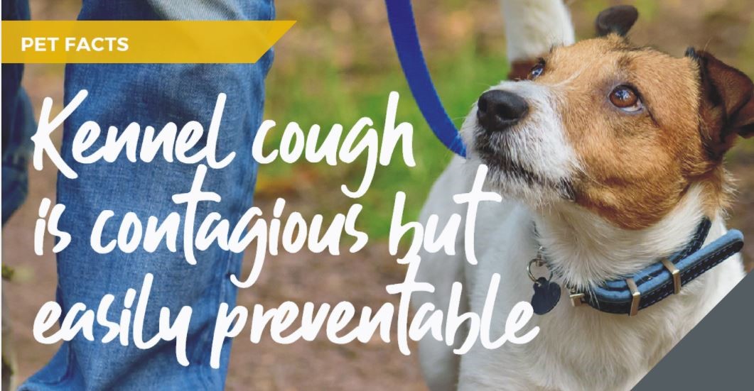 Kennel cough banner