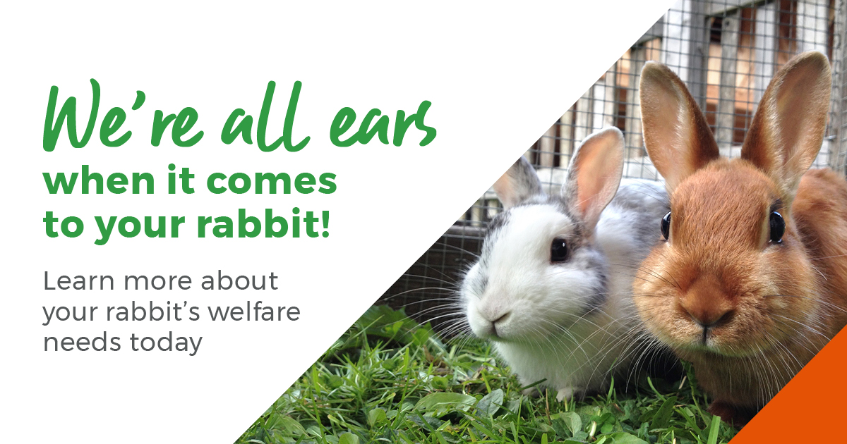 Rabbit welfare