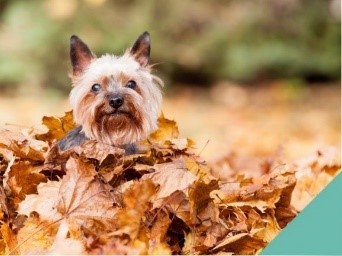 Autumn dangers in Fife