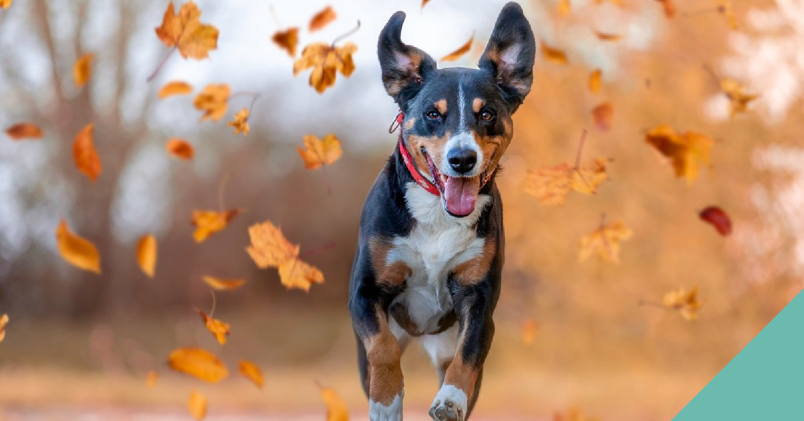 Preparing your pet for a change in seasons in Fife