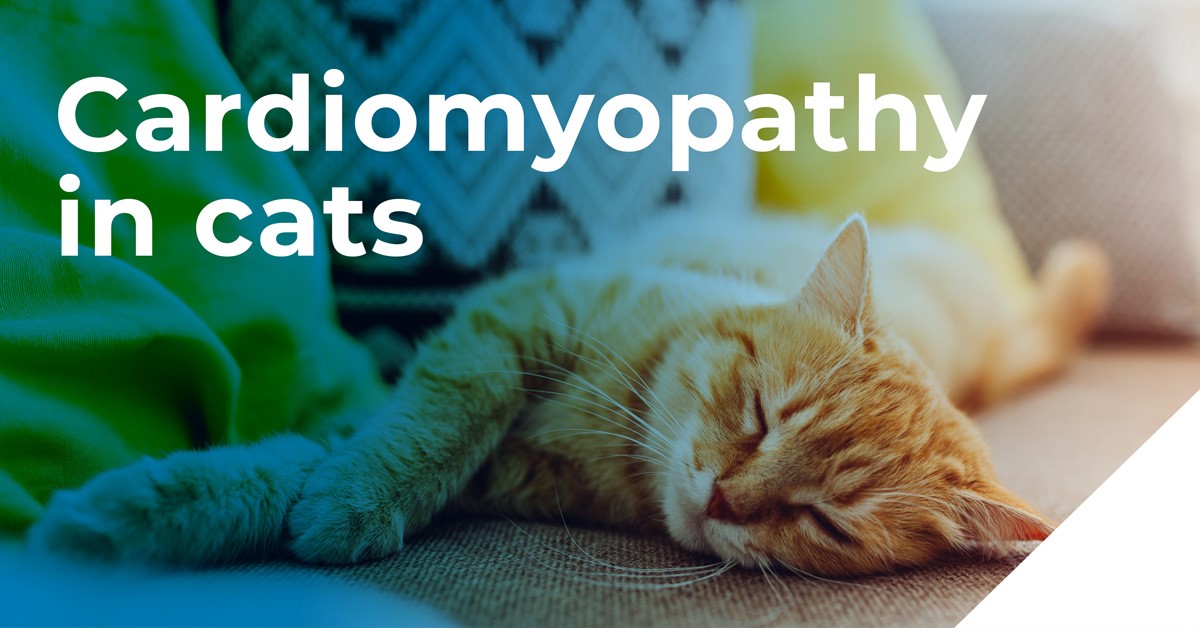 Cardiomyopathy in cats banner