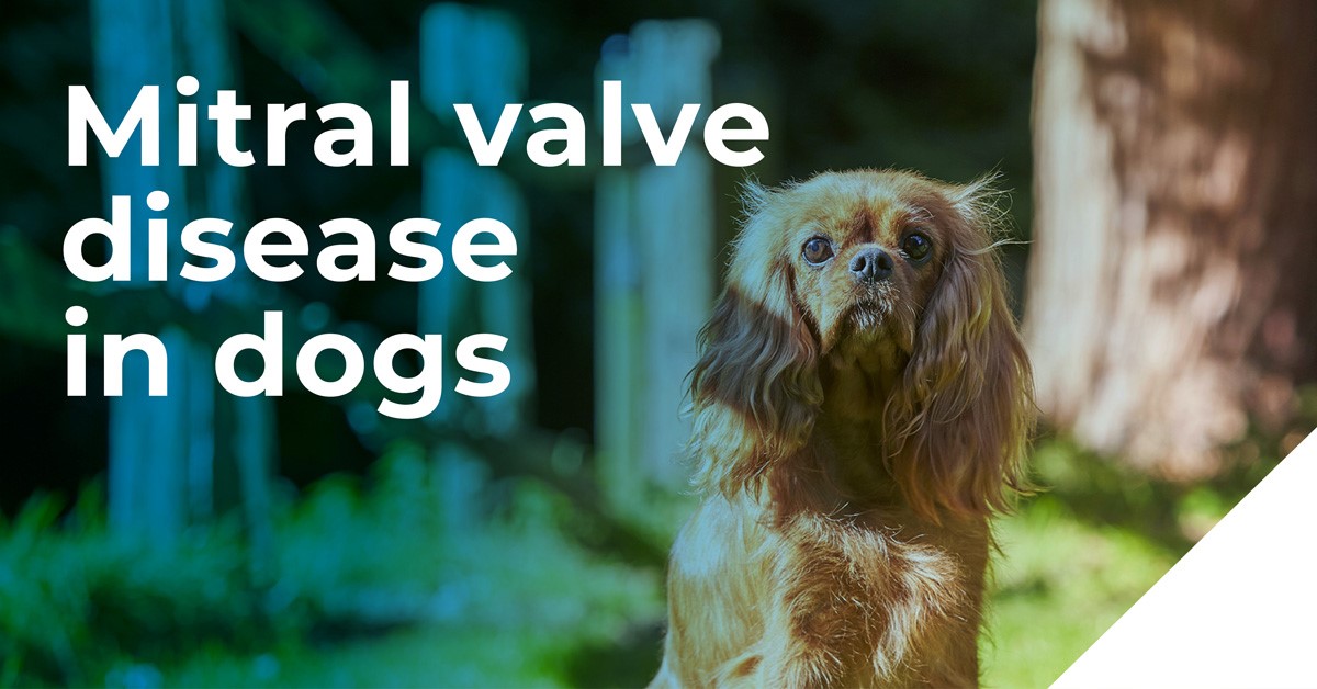 Mitral valve disease in dogs banner