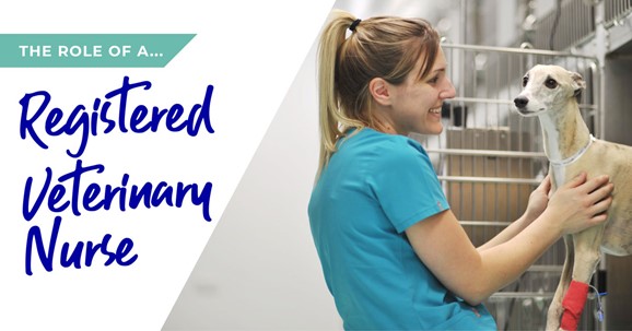 Registered veterinary nurse banner