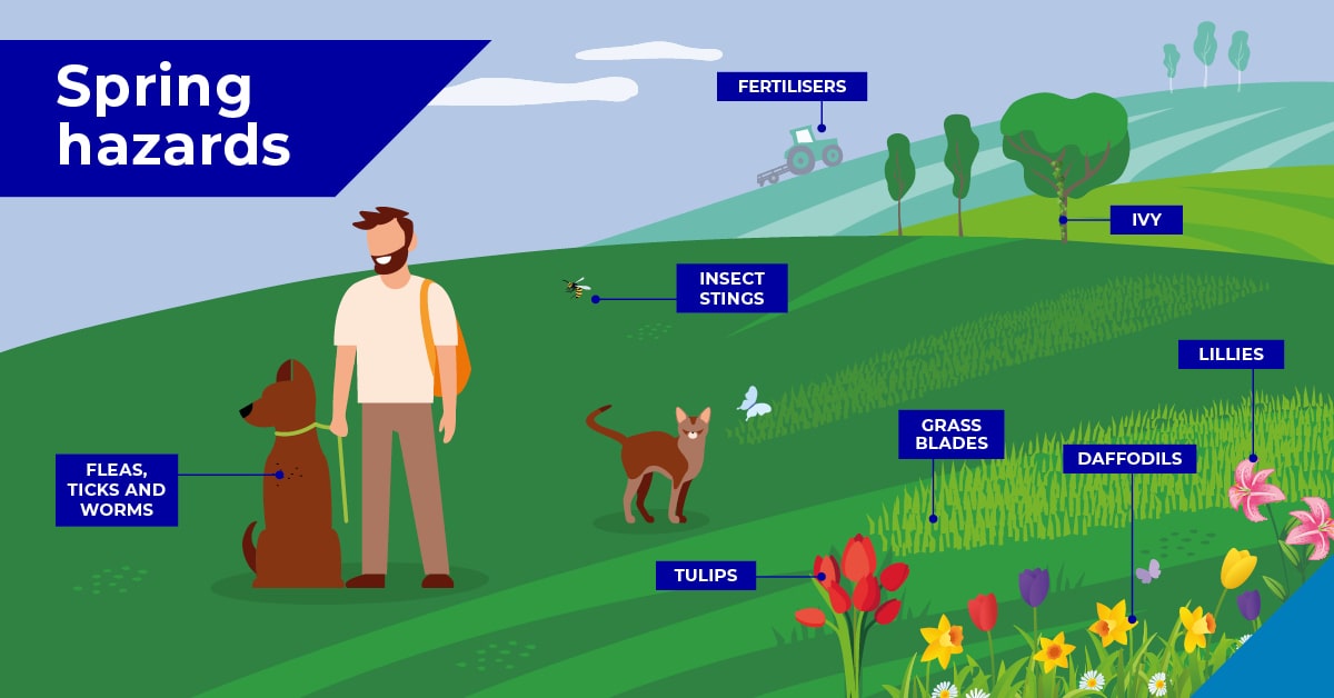 Hazards for your pet in spring