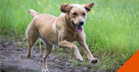 Dog running on a dirt track