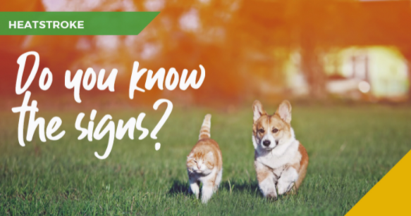 Protect your pet from the sun in Fife