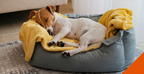 Dog sleeping on blanket in dog bed