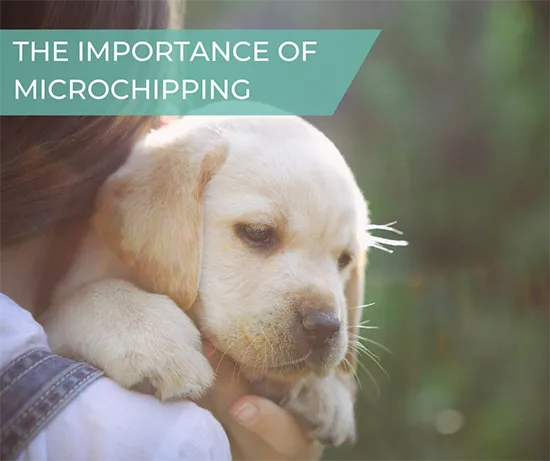 Puppy on the importance of microchipping banner