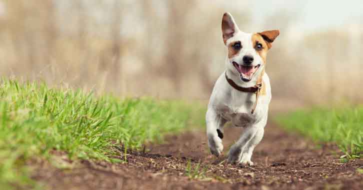 St Clair Vets services update