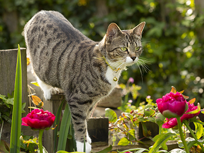 Cat standing in a garden next to flowers