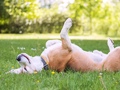 dog lying on back in grass