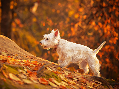 Small white dog walking up hill