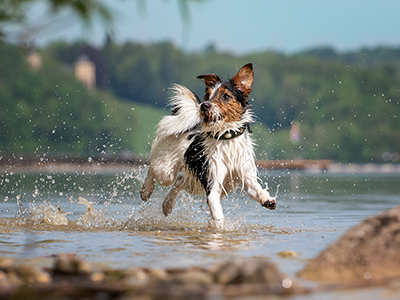 Russell Terrier portrait running in the water on the edge of a lake