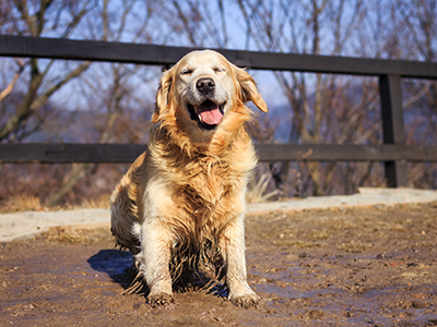 Muddy dog shaking