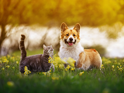 Cat and dog standing in field
