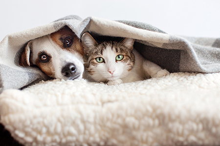 Dog and cat lying underneath a blanket