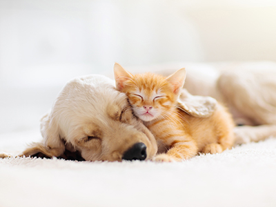 Kitten lying on puppy's face