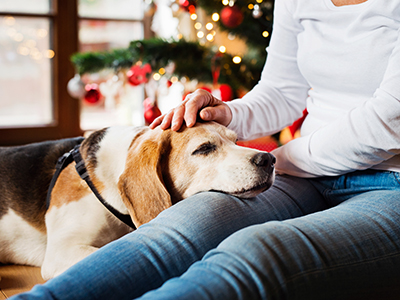 Senior dog resting head on owner's leg